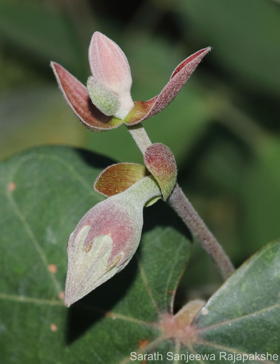 Hibiscus tiliaceus L.